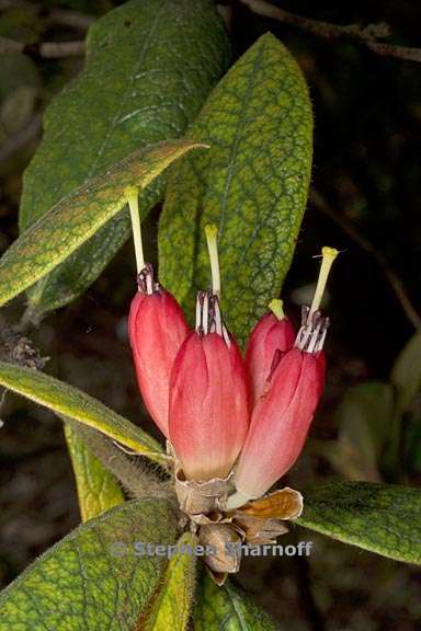 rhododendron spinuliferum subsection scabrifolia 3 graphic